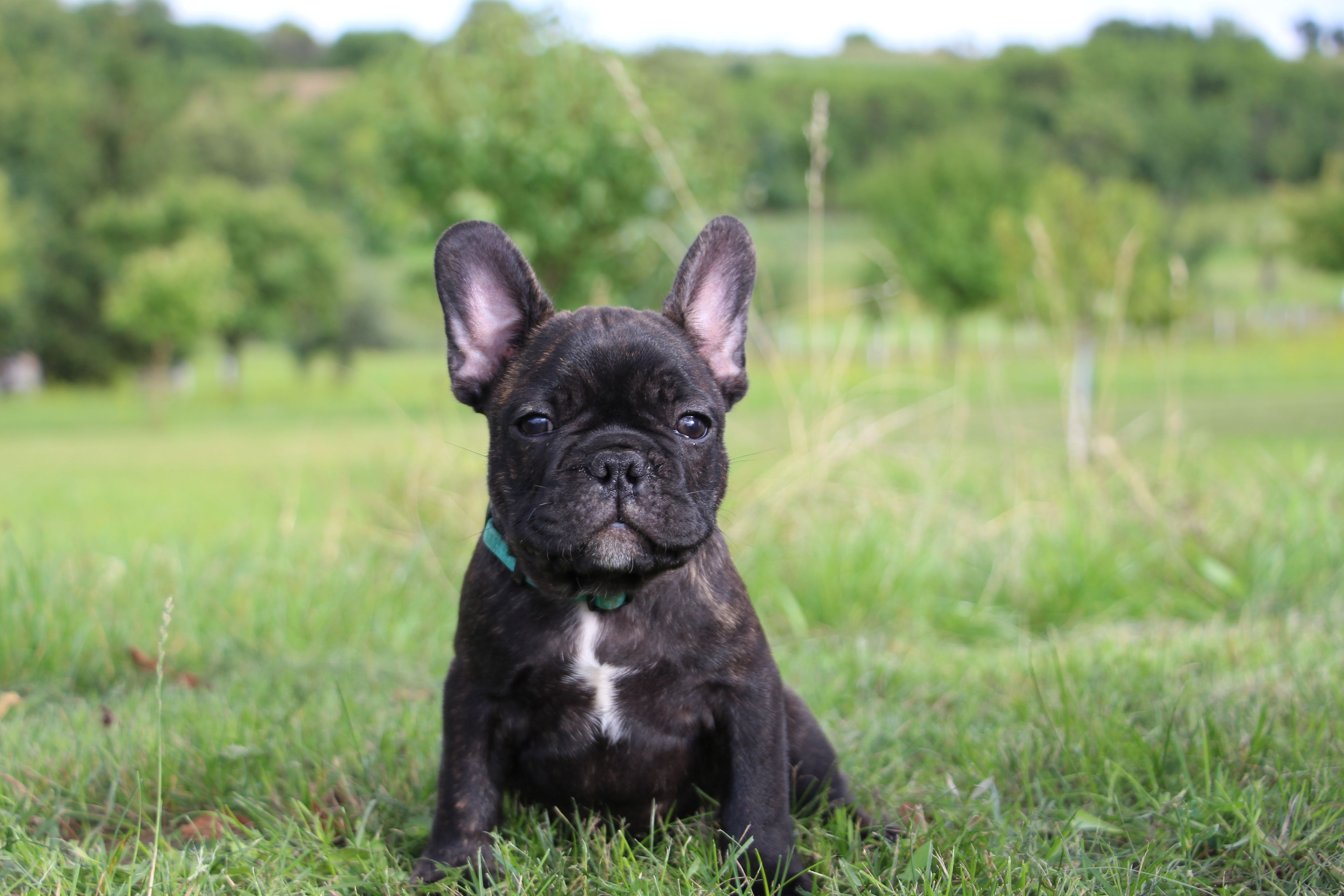 <svg class='blue'></svg> <b>Marrel</b> <svg class='blue'></svg>